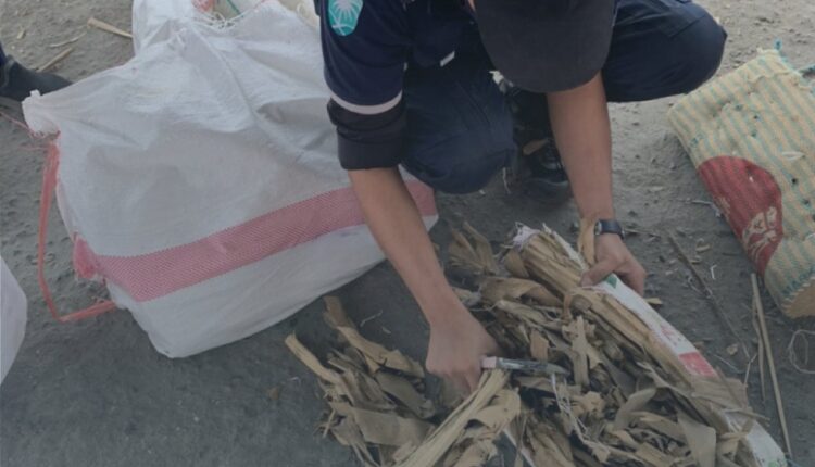 مخدرات مخبأة بأعواد القصب ضبطتها السلطات السعودية