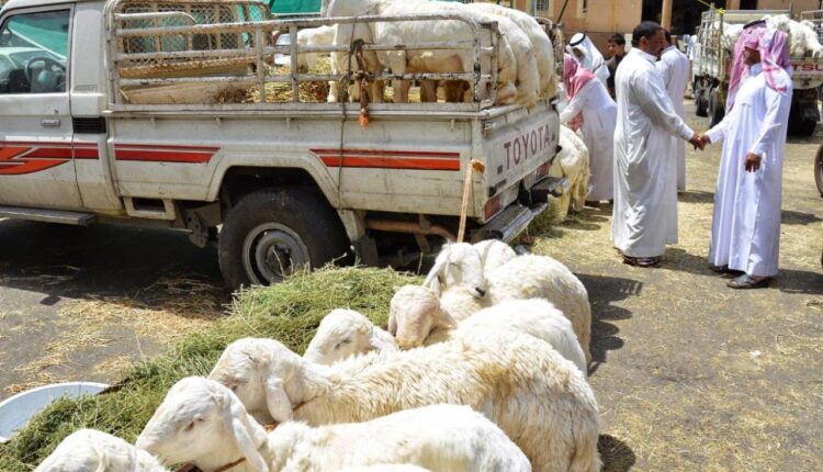 الحكومة السعودية تفشل بحل مشكلة نقص رؤوس الماشية.. وأسعارها في العالي