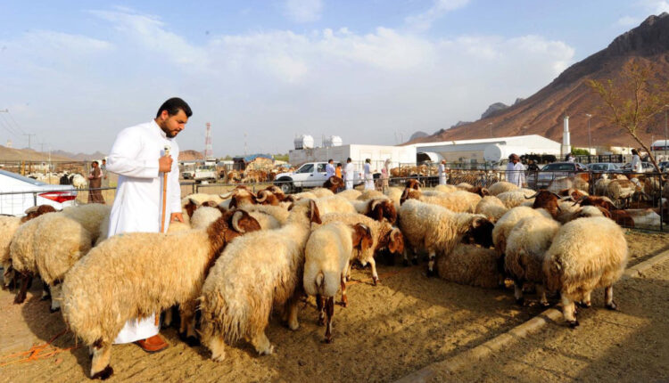 عشية عيد الأضحى.. السعودية تعاني نقصا بالمواشي والحكومة تشرط لاستيرادها