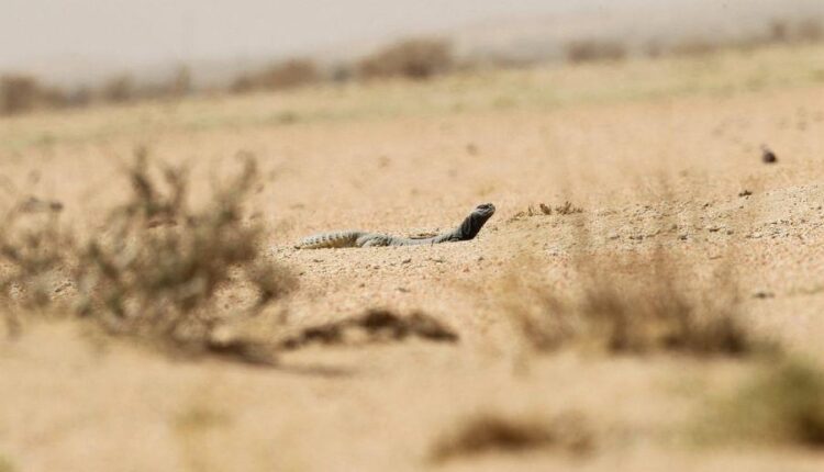 كائنات فطرية حيوانية