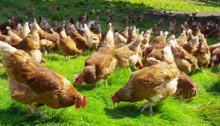 السعودية تقرر حظر استيراد الدواجن والبيض من فرنسا