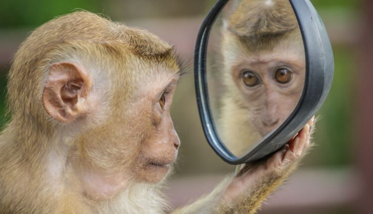 الصين.. الإعلان عن أول وفاة بشرية بالفيروس القردي