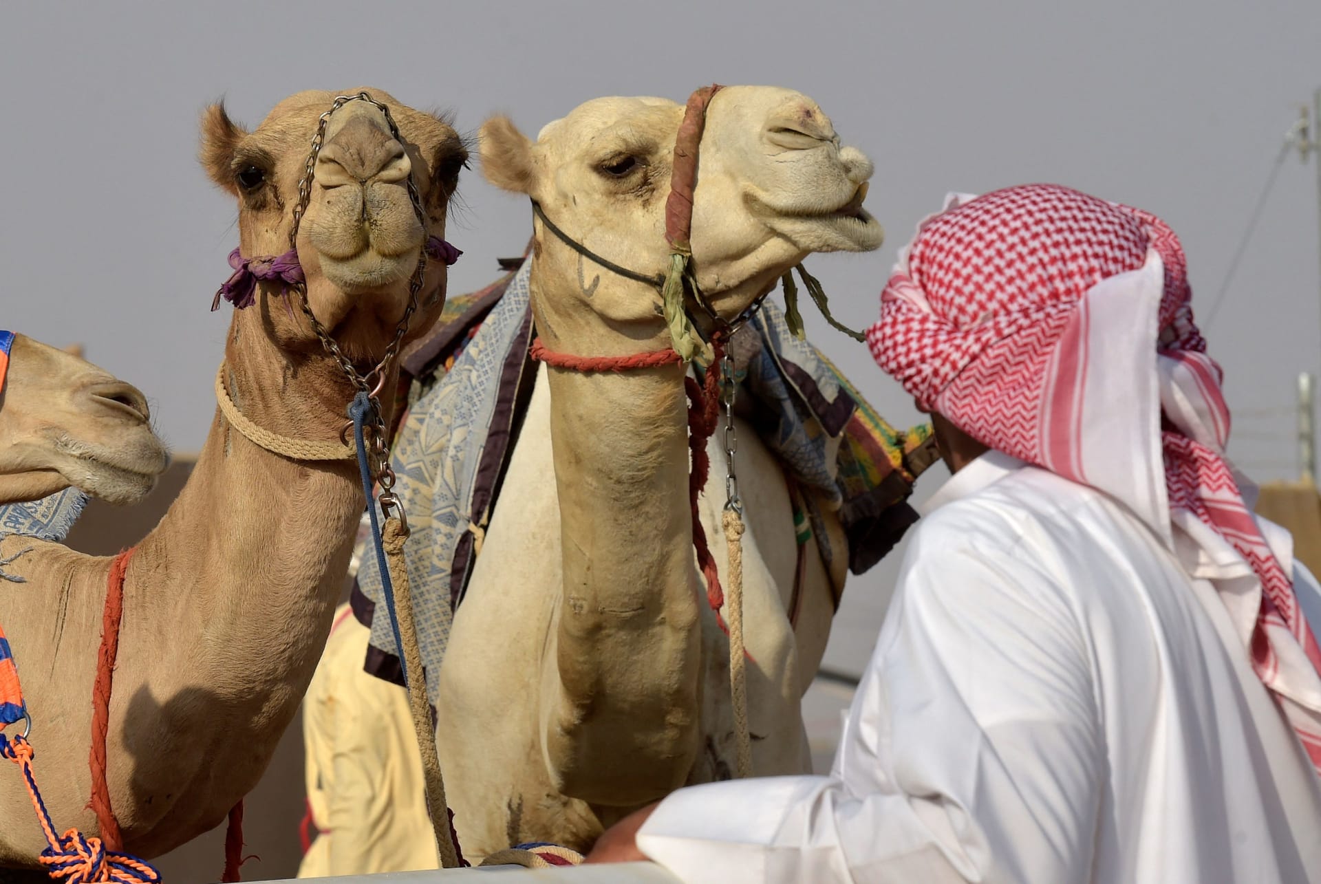 السعودية تغلظ عقوبة العابثين بالإبل إلى 100 ألف ريال