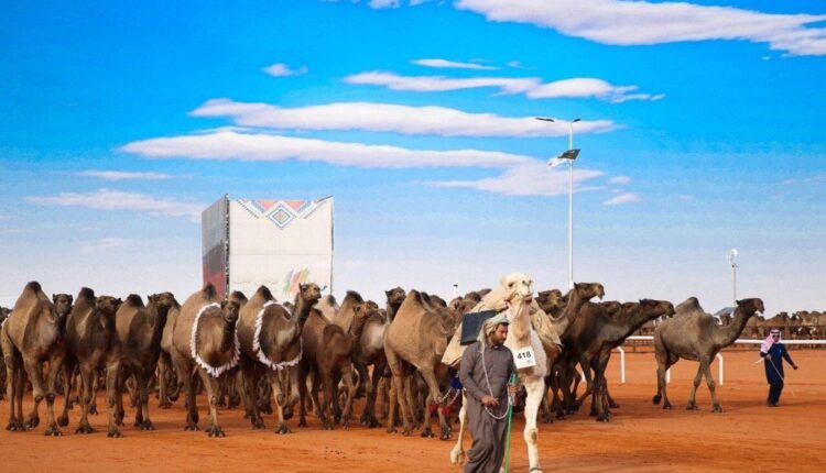 الدبوس يحتفي على طريقته بفوزه على نظيره بن دغيثر بمسابقات مهرجان الملك عبدالعزيز للإبل