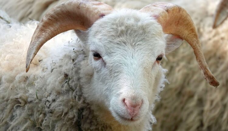 حكم قص المضحي شعره وأظافره خلال أيام عشر ذي الحجة