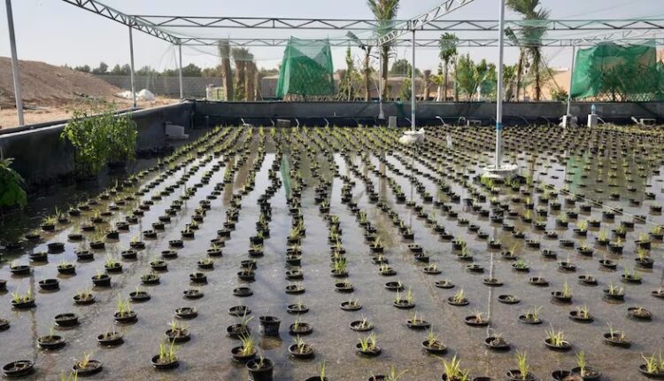 الزراعة المائية