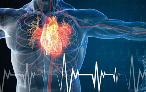 دراسة صينية تكشف آلية إعادة بناء القلب لشرايينه بعد النوبة القلبية