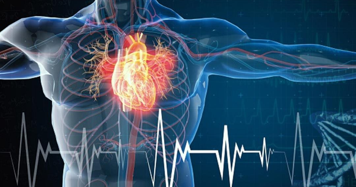 دراسة صينية تكشف آلية إعادة بناء القلب لشرايينه بعد النوبة القلبية